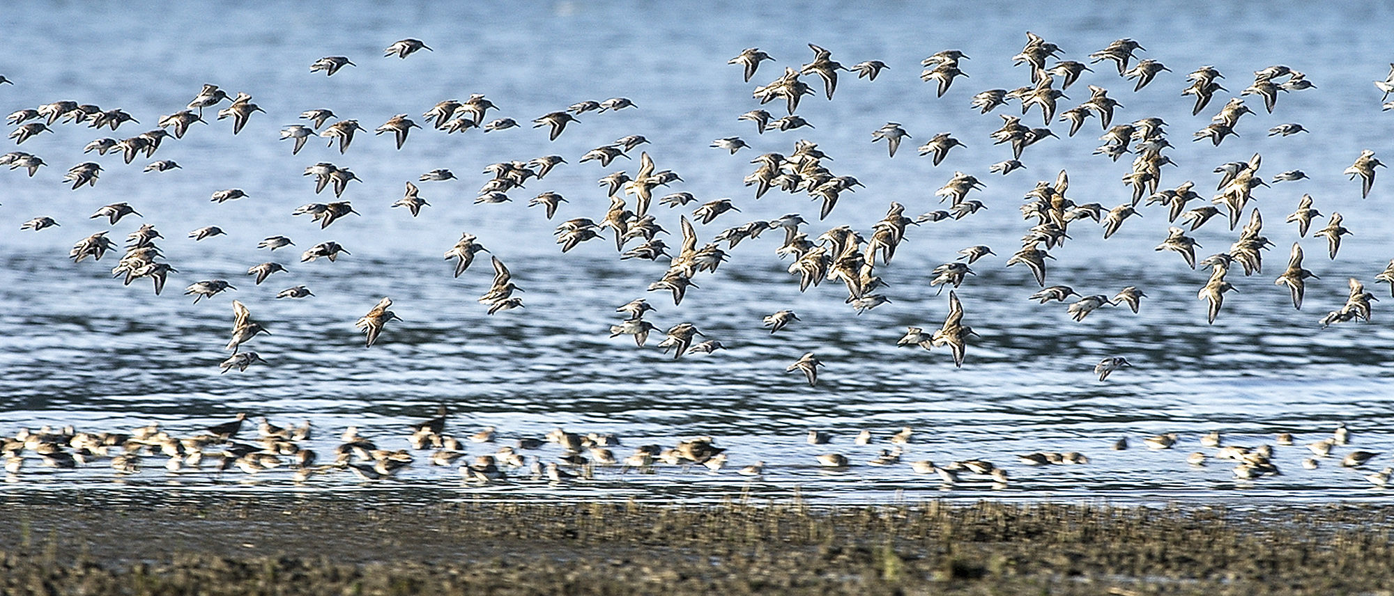 Wings over Willapa